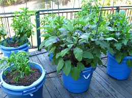 Many containers* can be found at home, such as plastic bottles, milk cartons, yogurt cups, and even the plastic tubs of salad mixes. 12 Best Vegetables For Container Gardening Plus Bonus Tips Hort Zone