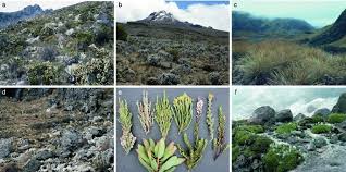 Image result for Anthospermum usambarense