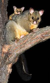 Golden Possum Australian Native Animals Australian Animals Animals
