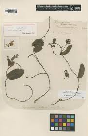 Image result for Eriosema vanderystii