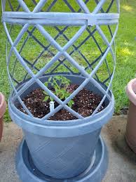 Gardenline Lattice Planter Aldi Reviewer Planters Lawn And Garden Gardening Supplies