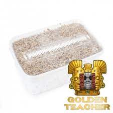 Order Psilocybe Cubensis Golden Teacher Mushroom Growkit Online Next Level Smartshop Webshop