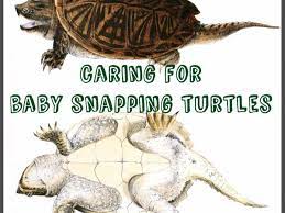 How To Care For Baby Snapping Turtles Pethelpful