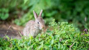 Plants Rabbits Will Not Eat