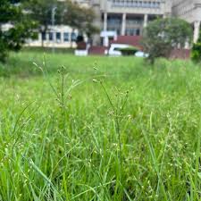 Image result for Fimbristylis madagascariensis