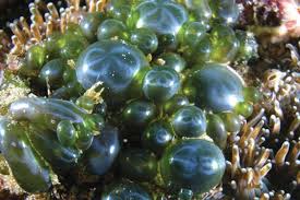 Unicellular organisms have zero or one nucleus. How To Remove Bubble Algae In Aquariums Shrimp And Snail Breeder