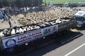 Gaziantep Te 248 Aileye Bedava 184 Buyukbas Ve 2 Bin 567 Kucukbas Hayvan Dagitildi Gaziantep Haberleri