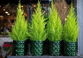 Check spelling or type a new query. Row Of Four Evergreen Plants Cypress Or Lemon Cypress Trees Stock Photo Picture And Royalty Free Image Image 135259888