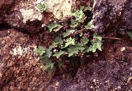 Image result for Sinopteridaceae