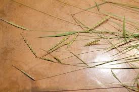 Image result for Tetrapogon tenellus