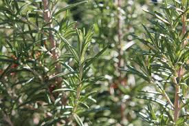 The nearest airport is husein sastranegara airport, 31.1 miles from the accommodation. Rosemary Planting Growing And Harvesting Rosemary Plants The Old Farmer S Almanac