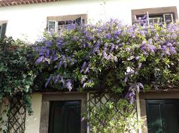 Image result for Petrea volubilis