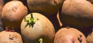 Check spelling or type a new query. How To Grow The Best Potatoes In The World