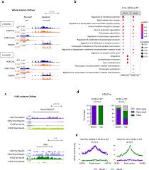 High general brigitte abbendis was one of the founders of the original scarlet crusade. Age Related And Disease Locus Specific Mechanisms Contribute To Early Remodelling Of Chromatin Structure In Huntington S Disease Mice Nature Communications