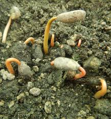 Image result for Coffea schliebenii