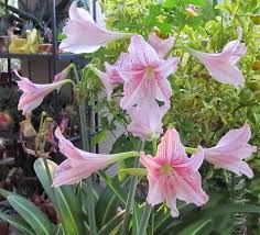 Tanaman Amarilis Variegata Variegated Amaryllis Bunga Tanaman Wallpaper Bunga