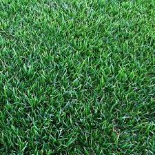 Empire has good wear tolerance and thrives in hot and humid conditions. Empire Zoysia