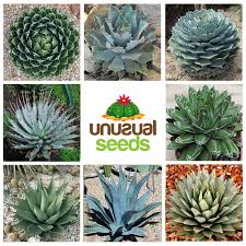 Image result for Agave