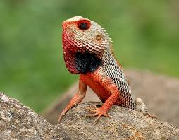File Indian Garden Lizard Calotes Versicolor In Ap W Img 9922 Jpg Eastern Bearded Dragon Lizard Pet Turtle
