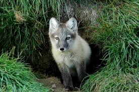 Arctic Fox | Environment and Climate Change