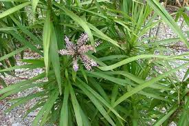 Image result for Cordyline stricta