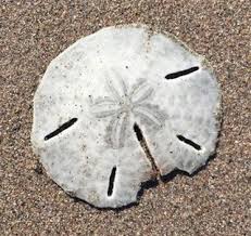 Sand dollar images is a collection of contemporary landscape art photography that serve as a striking reminder of the unique beauty of the beaches and culture of the turks and caicos islands. Broken Sand Dollar Psychology Today