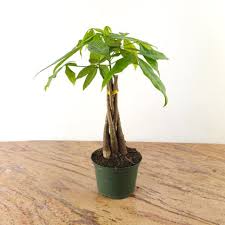 Image result for Pachira glabra