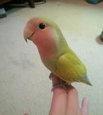 Birds You Can Have As Pets Green Pink Lovebird Parrot Pet Birds Parrot Pet Cute Birds