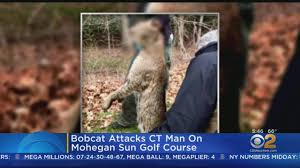 Over much of its range it relies on rabbits and hares (snowshoe. Ct Man Describes Bobcat Attack Youtube
