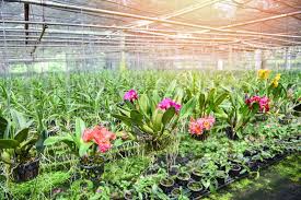 Orchids are one of the largest of all plant groups, with unique flowers and growth habits. Orchid Farm With Orchid Flower Pot Stock Image Colourbox