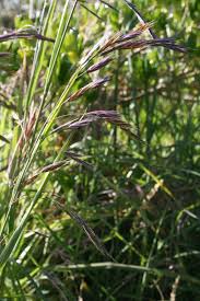 Image result for Bromus catharticus