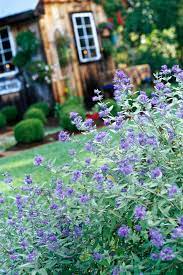 Purple can be a calming, inspiring, and even regal color addition to any landscape. The 13 Best Summer Blooming Shrubs For Your Garden Better Homes Gardens