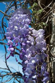 Image result for Wisteria
