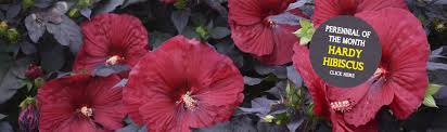 Click here to browse or search the plants in this database. Perennial Of The Month Hardy Hibiscus Cropley S Garden Center