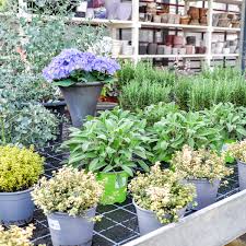 Schaffen sie einen ort der. Fruhlingspflanzen Blumen Strub