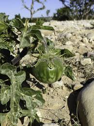 Image result for Solanum linneanum