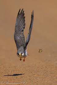 Birds Of Prey Images High Speed Atack On An Insect Amur Falcon Pet Birds Beautiful Birds Animals Beautiful