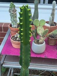 Image result for Euphorbia ingens
