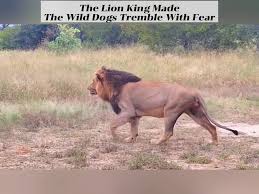 Wild Dogs Confront Lion for Captured Companion