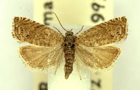 Image result for Cydia microgrammana