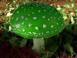 Your green fungus stock images are ready. Fungus Pixdaus Stuffed Mushrooms Mushroom Fungi Fungi