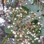 Image result for Ehretia cymosa