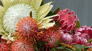 Image result for Protea argyrea