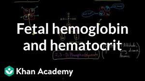 Fetal Hemoglobin And Hematocrit Video Khan Academy