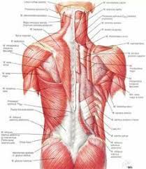The back's muscles start at the top of the back (named the cervical vertebrae) and go to the tailbone (also named the coccyx). Human Anatomy And Physiology Of Muscles Lower Back Anatomy Human Muscle Anatomy Muscle Diagram