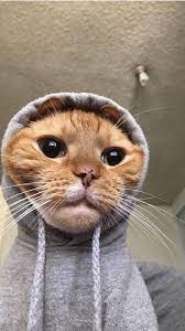 100 Stunning Wallpaper Backgrounds For Your Phone Mobile Hd Wallpapers Carefully Selected Are So Sati Cute Animal Photos Cute Cat Wallpaper Cat Aesthetic
