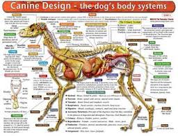 Canine Anatomy Chart Dog Anatomy Dog Health Tips Pet Health