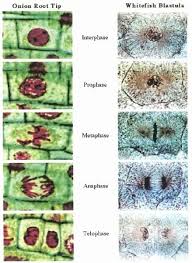 Animal cell mitosis reading packet answers. Onion Cell Mitosis Worksheet Answers Best Of Ion Cell Mitosis Worksheet Answers Mitosis Plant Ion Root Mitosis Mitosis Activity Chemistry Basics
