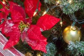 Maybe you would like to learn more about one of these? Poinsettia Big Red Flower For Christmas Tree Decoration Stock Photo Picture And Royalty Free Image Image 66232332
