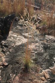 Image result for Ctenium newtonii